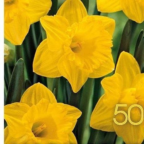 Narciss Dutch Master 50-pack